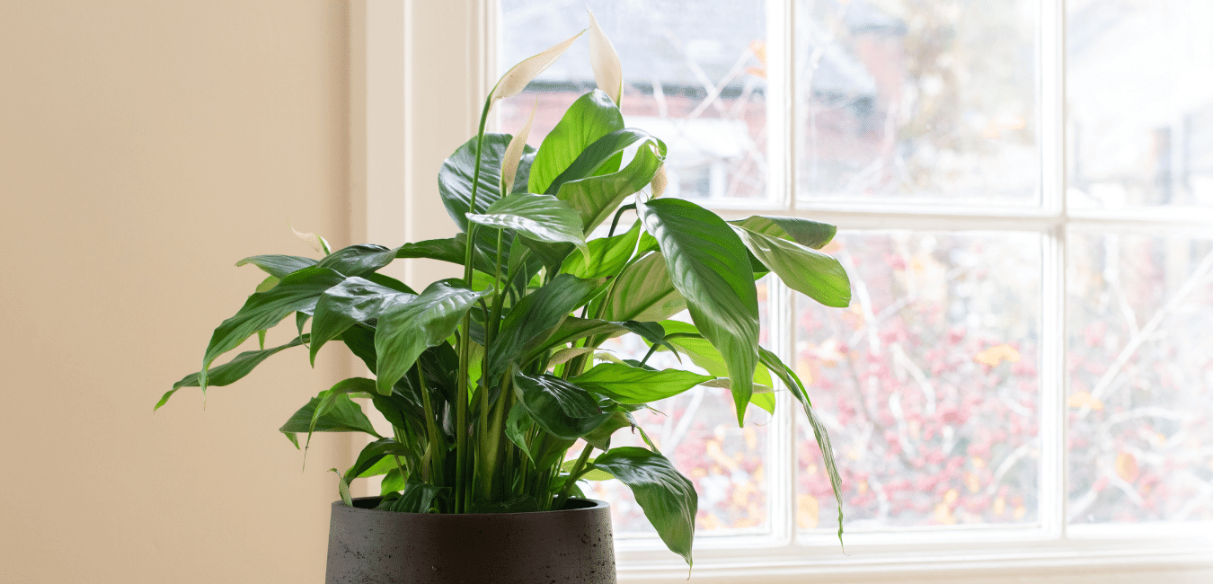 Plant on windowsill at Brix