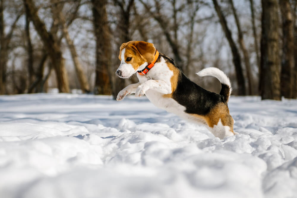 Dog jumping in snow and playing